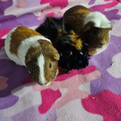 Bobbin, Cookie & Caramel