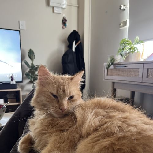 Juno