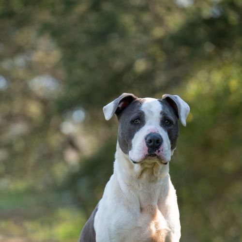 Zeus