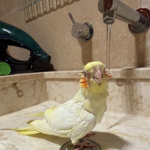 Spunky Punky