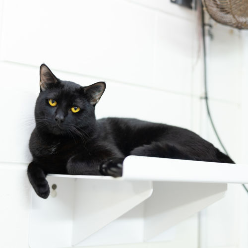 Panther