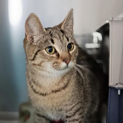 Hazel