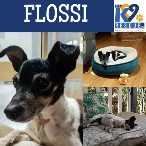 Flossie