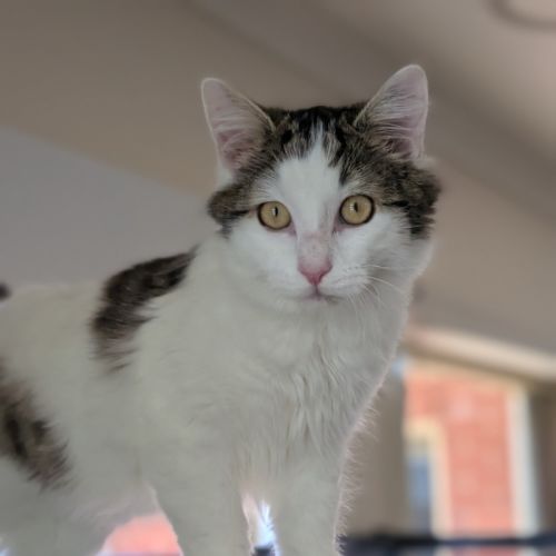 Jeffrey