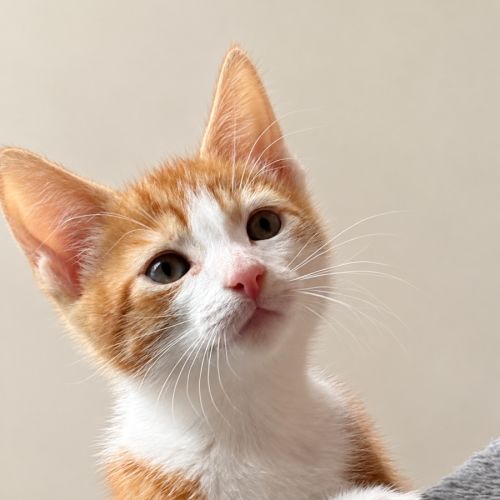 Ryder 🐾🐾🧡