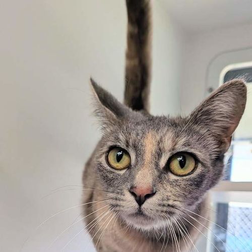 Pip