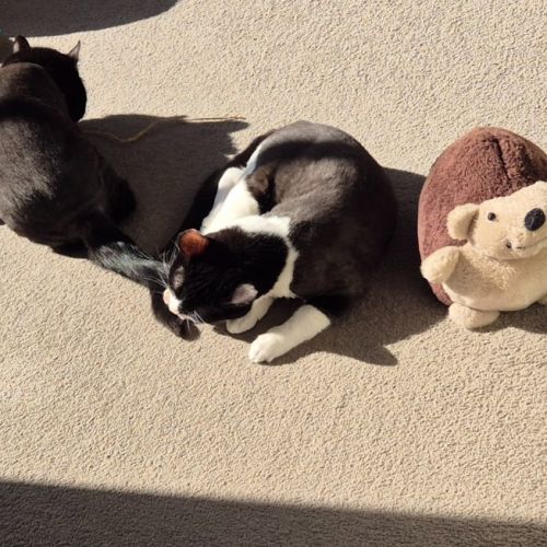 Diaz and Gucci