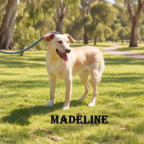 Madeline