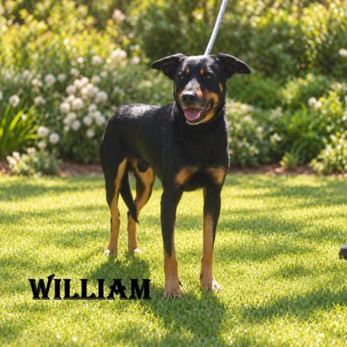 William