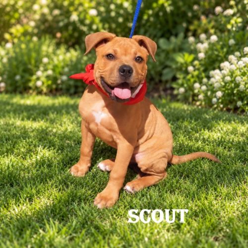 Scout