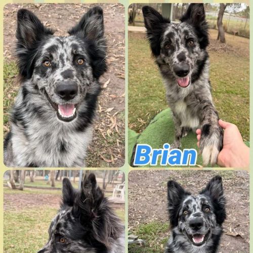 Brian 