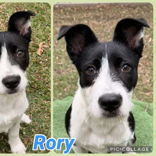 Rory