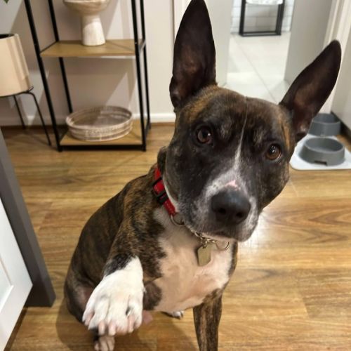 No photo for Rocky "Urgent Foster Carer Needed"