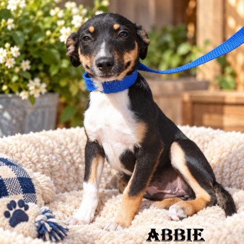 Abbie