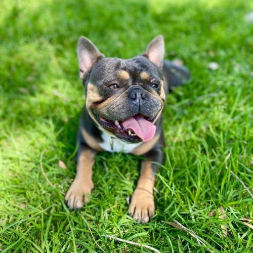 Milo