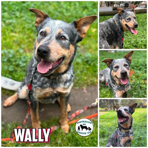 Wally 