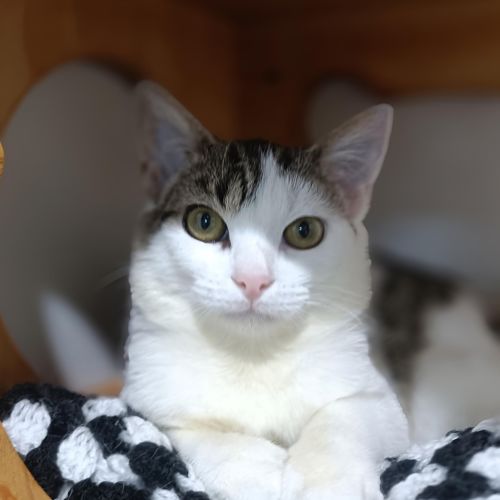 Gina