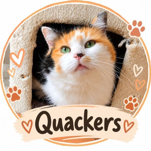 ✨ Quackers ✨