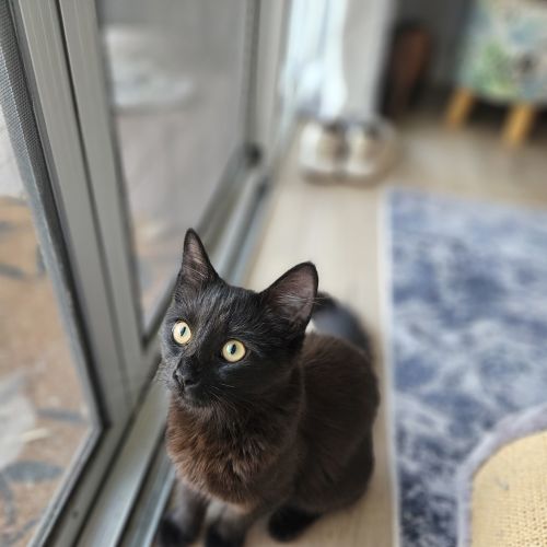 Cleo