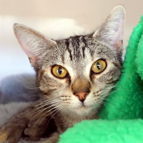 Tilly SUA015794