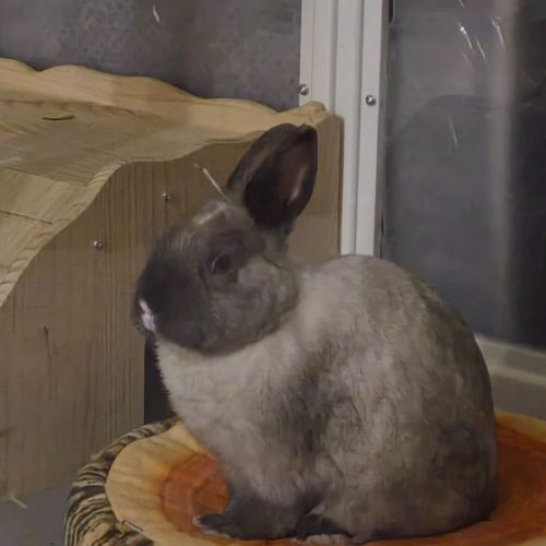 Theodore 