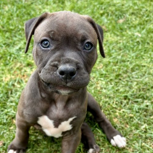Saphie