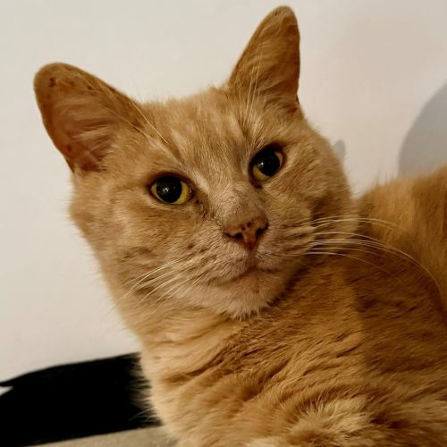 Matthias