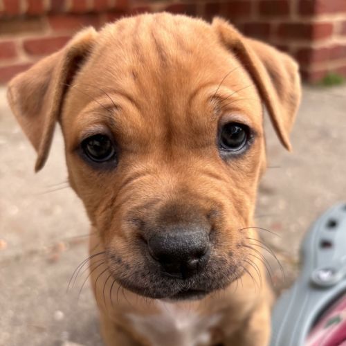 Winnie Roo