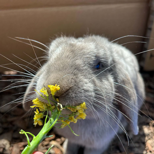 Pablo Escobun
