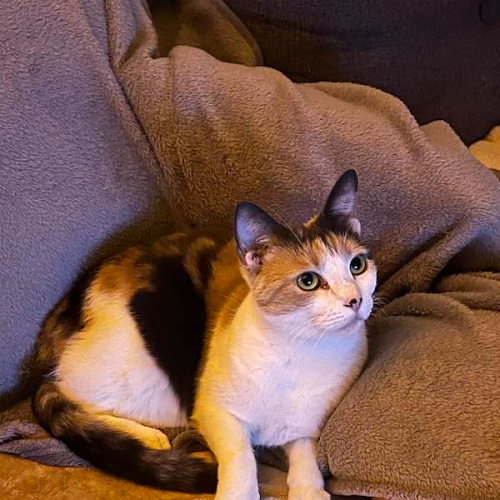 Missy