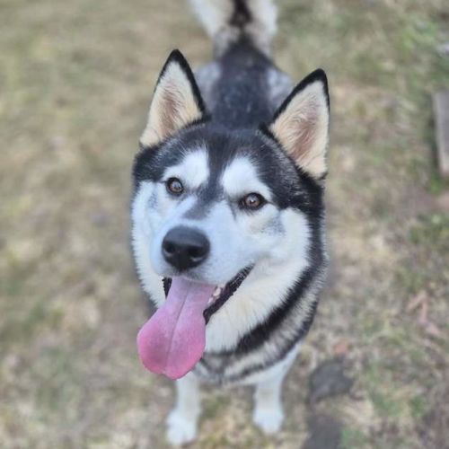 Hugo