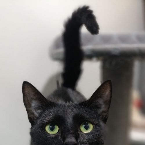 Nova