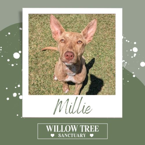 Millie