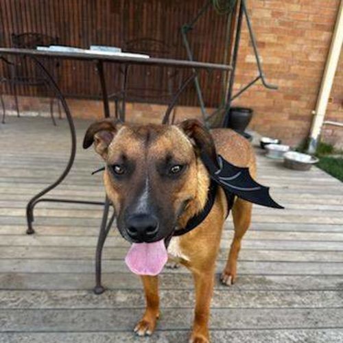 Rocco