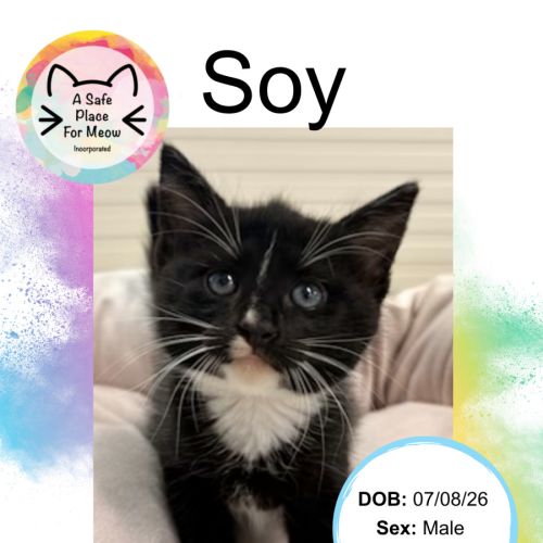 Soy
