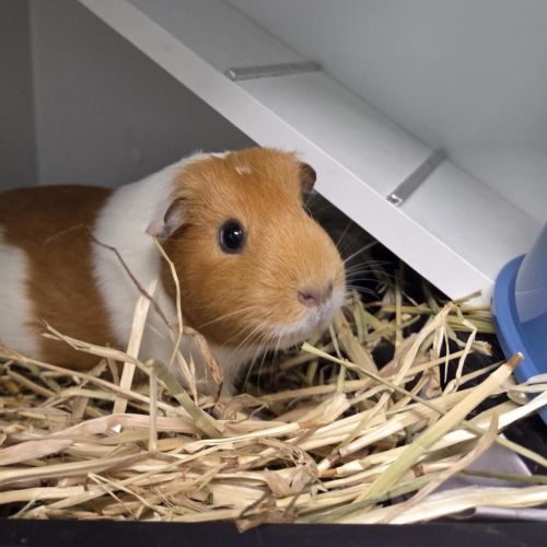 Crispy (bonded With Cinnamon)