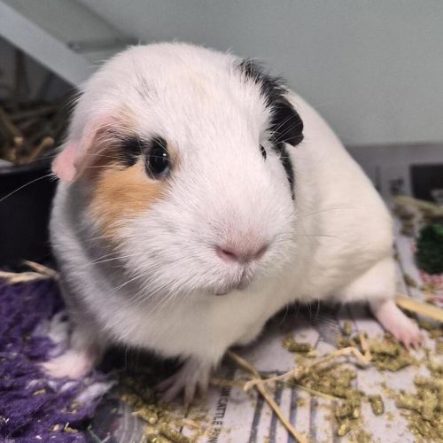 Cinnamon (bonded With Crispy)