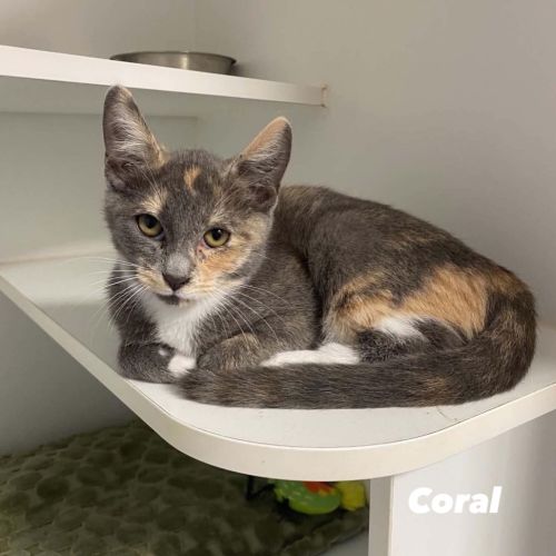 Coral