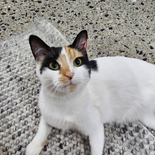 Mitzi