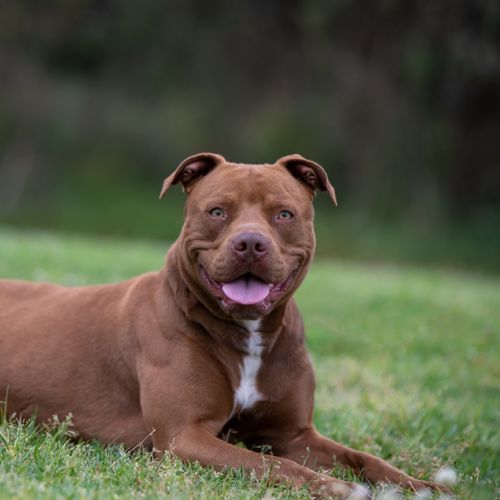 Mocha