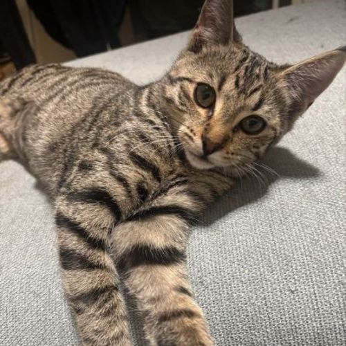 Mini Olive
