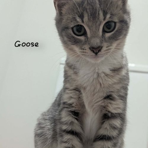 Goose