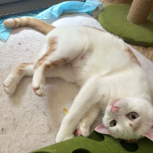 Peaches