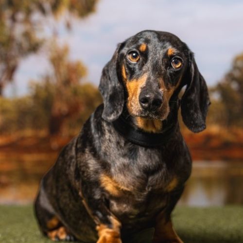 Dash (Mr Sausage)