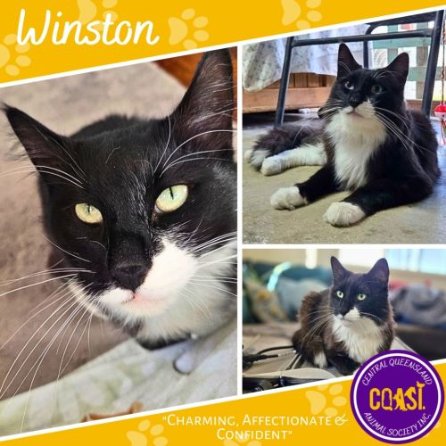 Winston