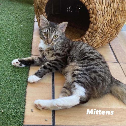 Mittens