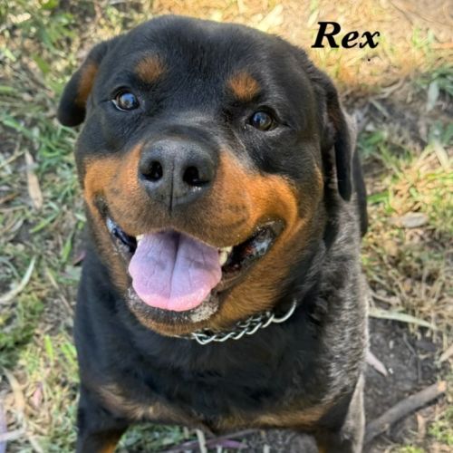 Rex