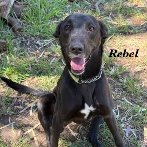 Rebel