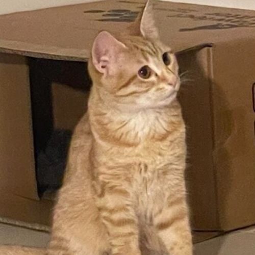 Nala (Fostered In Perth)