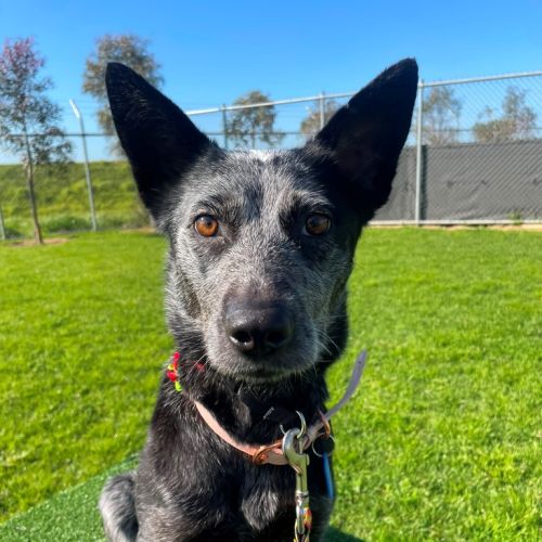 Snow (In Foster Care)